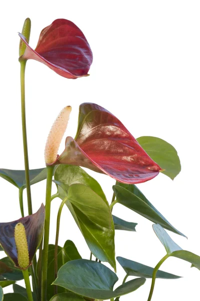 stock image Red Flamingo Flower in white back