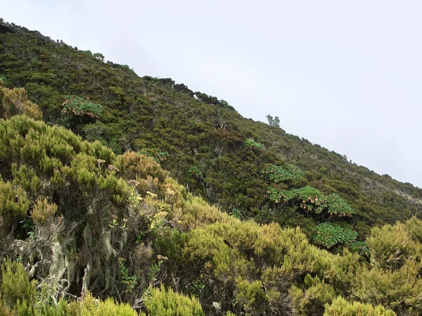 Vegetation in the Virunga Mountains — Stock Photo, Image
