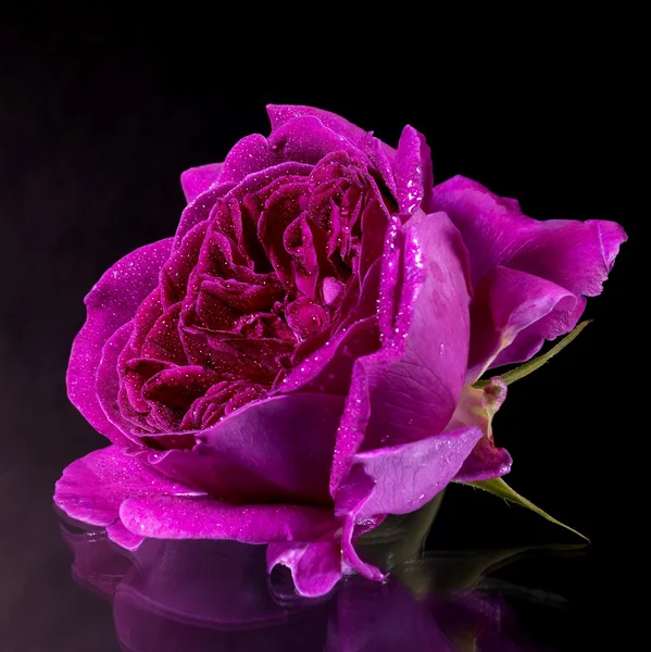 Nasse lila Rosenblüte — Stockfoto