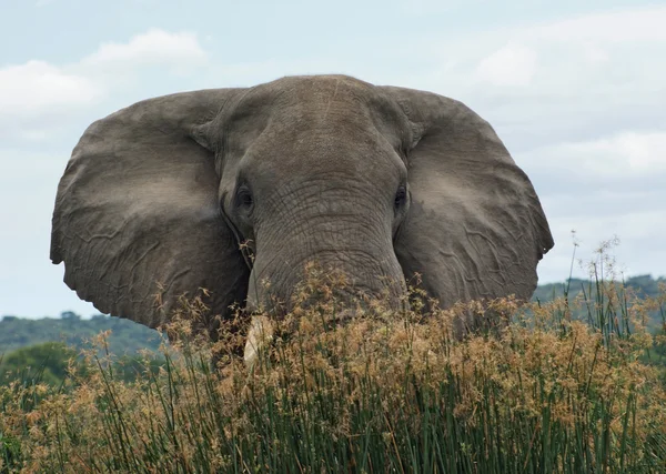高草地植被的大象 — 图库照片