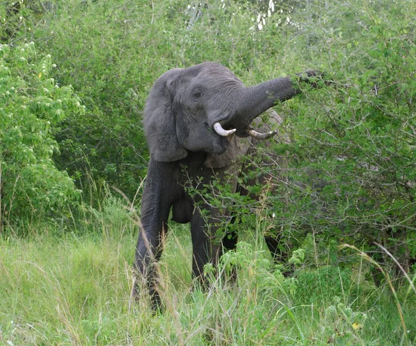 Elefante alimentado en Uganda —  Fotos de Stock