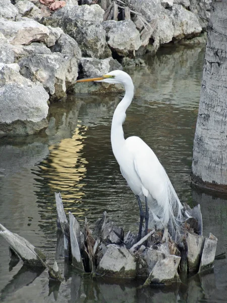 Water and egret — Stock Photo, Image