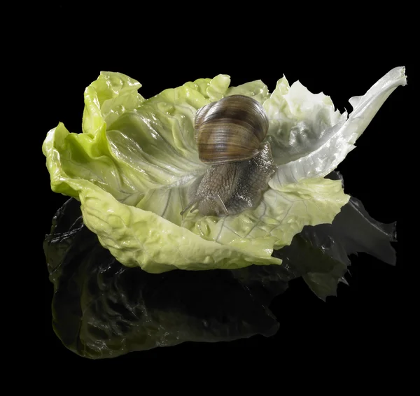 Caracol de vid sobre hoja de lechuga verde —  Fotos de Stock