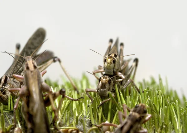 Grasshoppers — Stock Photo, Image