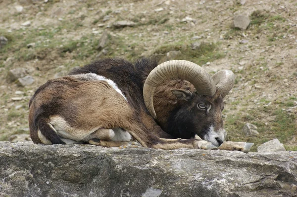 Mouflon resting on stone — Stock Photo, Image