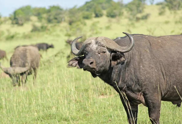 Búfalos africanos en la sabana —  Fotos de Stock