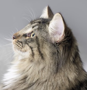 Norwegian Forest Cat portrait clipart