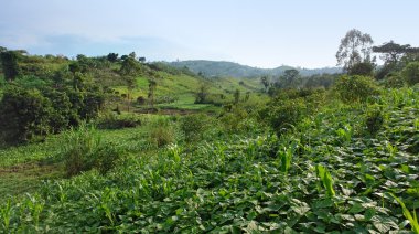 Near Rwenzori Mountains clipart