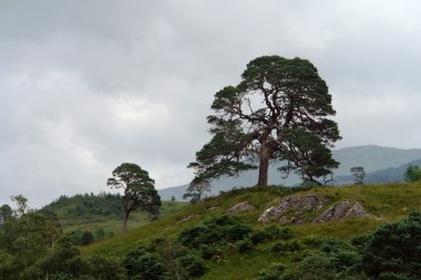 Pictorial trees in Scotland clipart