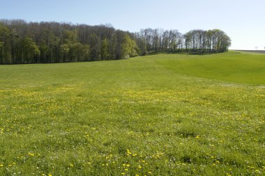 Flowery meadow in Hohenlohe clipart