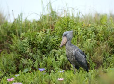 Shoebill in Africa clipart