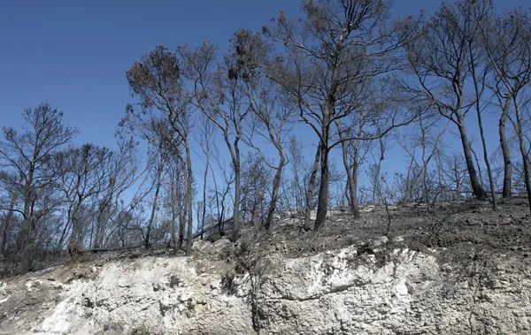 Wald und Steilhang abgebrannt — Stockfoto