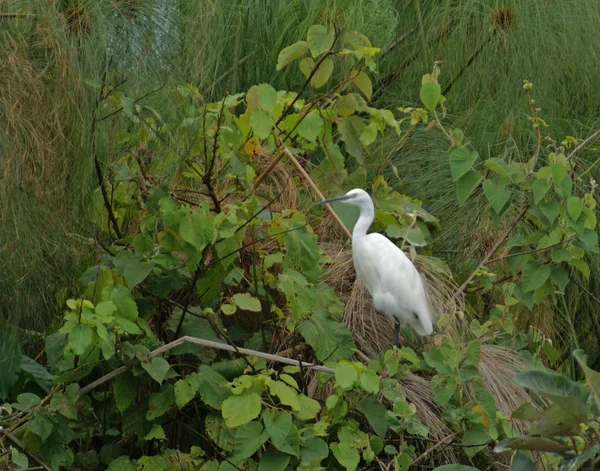 Little egret in green vegetation — Stock Photo, Image