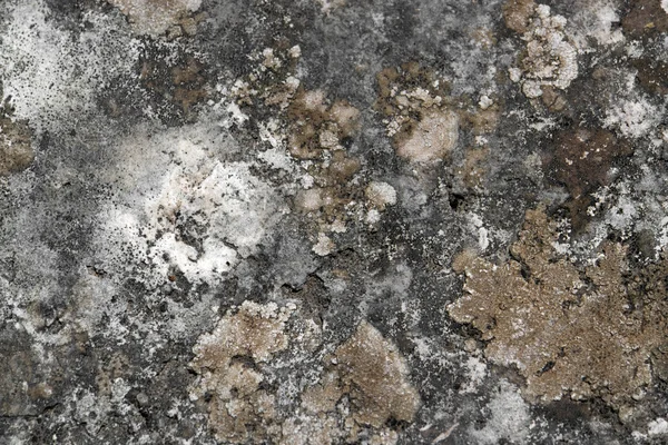 Weathered lichen background — Stock Photo, Image