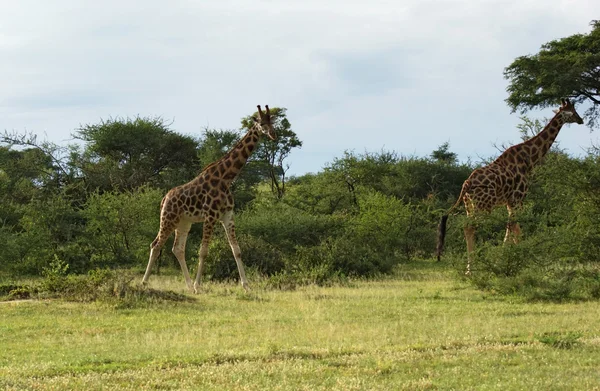 Ходячие жирафы в Африке — стоковое фото