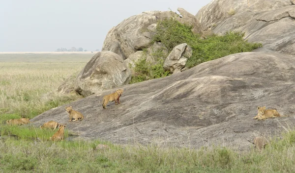 Junge Löwen spielen auf einer Felsformation — Stockfoto