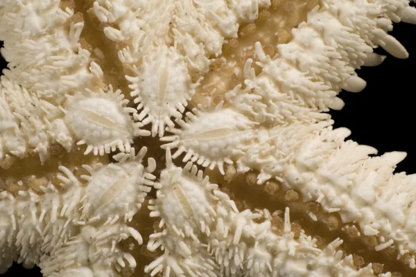 Abstracte starfish detail — Stockfoto