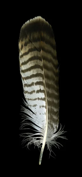 Raptor´s feather — Stok fotoğraf