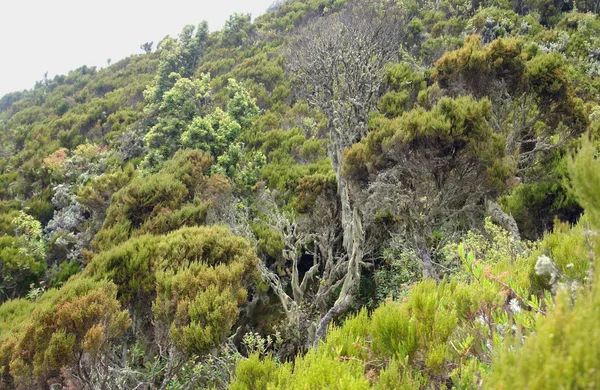 Растительность вокруг горы Мухабура в Африке — стоковое фото