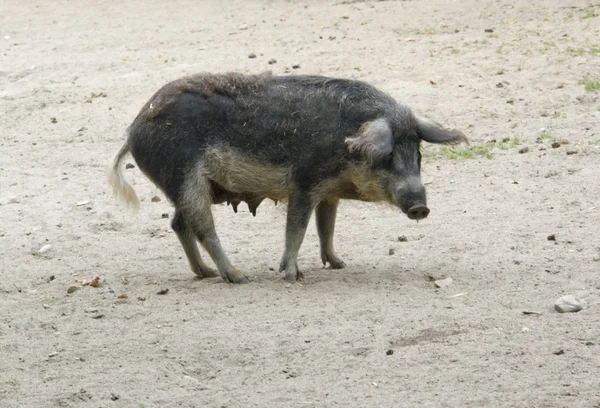 Mangalitsa-Schwein — Stockfoto
