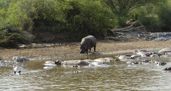 Hippopotames à une banque de sable — Photo