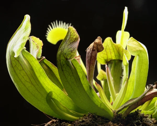 stock image Carnivorous plants