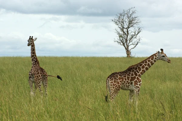 两只长颈鹿在非洲大草原 — 图库照片