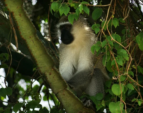坐在树梢的黑脸猴子 — 图库照片