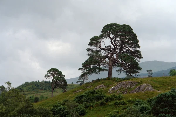 Bildmässigt träd i Skottland — Stockfoto