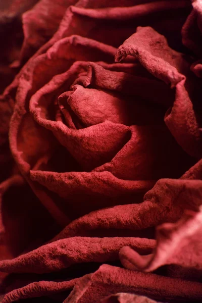 Torkade röda ros närbild — Stockfoto