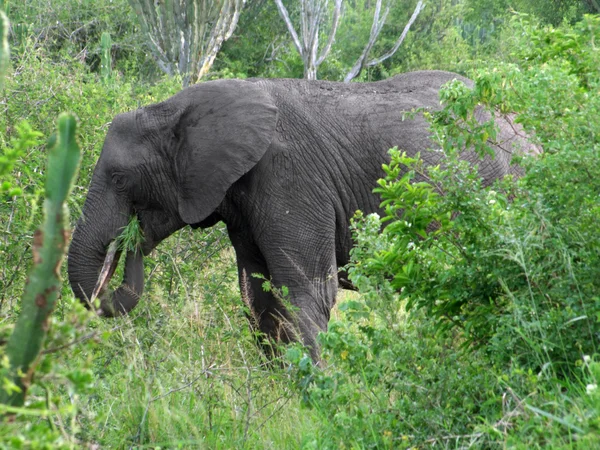 Слон у зеленій рослинності — стокове фото