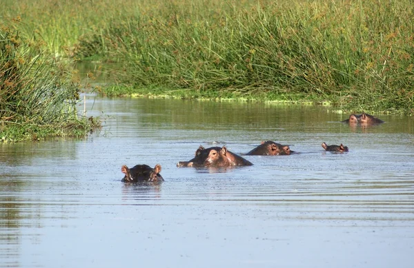 Paisaje junto al agua con algunos hipopótamos — Foto de Stock