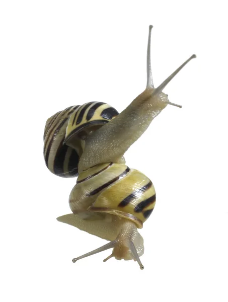 Reach out Grove snails on each other — Stock Photo, Image