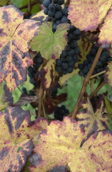 Liście winogron detal — Zdjęcie stockowe