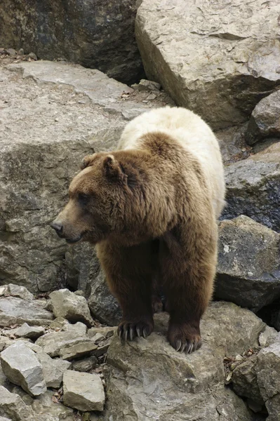 对岩石形成棕色的熊 — 图库照片