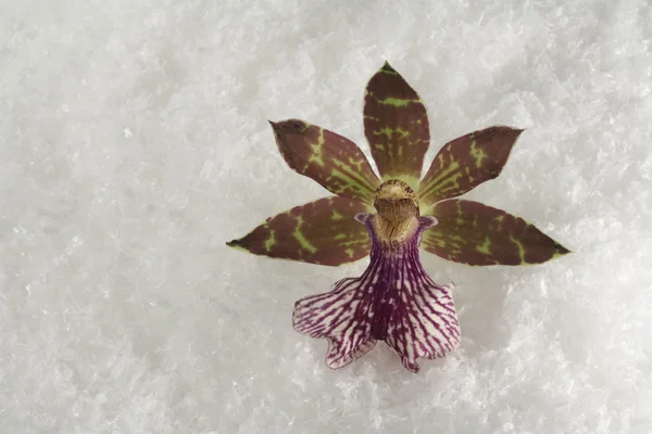 Śnieg orchidea — Zdjęcie stockowe