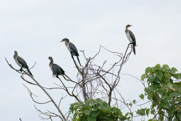 Cormoranes en la copa del árbol — Foto de Stock