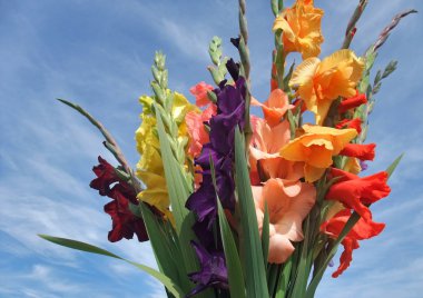 Bunch of gladioli flowers clipart