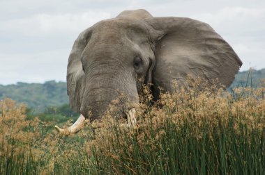 Elephant in high grass clipart