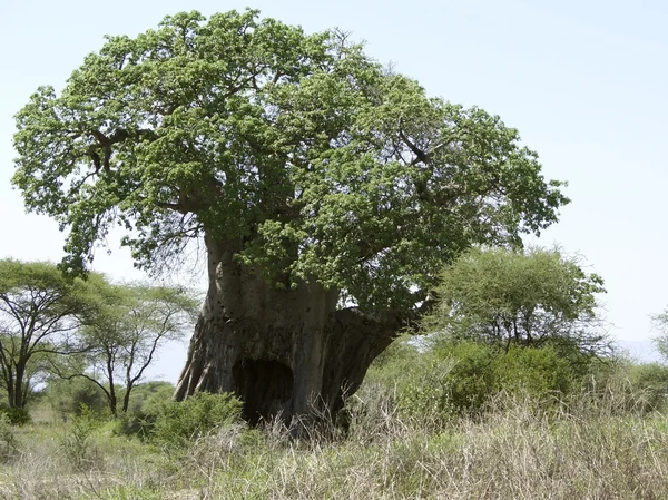 Afrikanischer Baobabbaum — Stockfoto