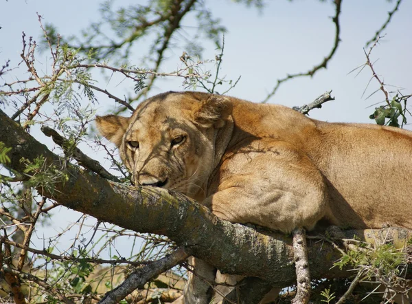 Löwe ruht auf einem Baum — Stockfoto