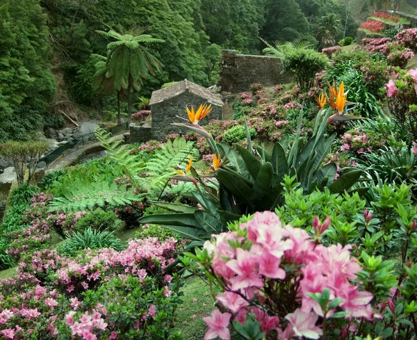 Blühende Vegetation auf den Azoren — Stockfoto
