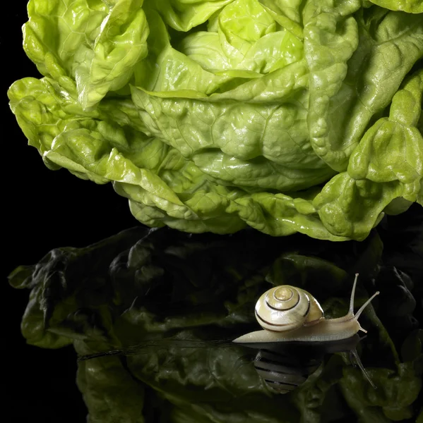 Yellow Grove snail and salad — Stock Photo, Image