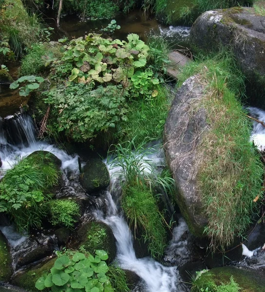 Заросший водопад Триберг — стоковое фото