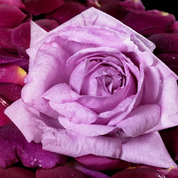 Pink rose and violet petals — Stock Photo, Image