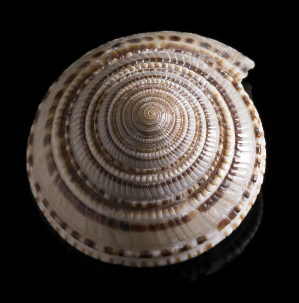 Snail house closeup — Stock Photo, Image