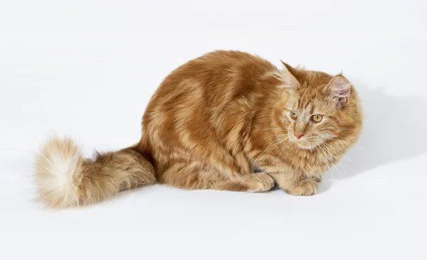 Kırmızı maine coon yavru kedi — Stok fotoğraf