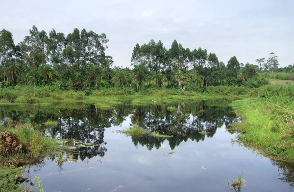 Uferlandschaft in der Nähe des Rwenzori-Gebirges in Uganda — Stockfoto