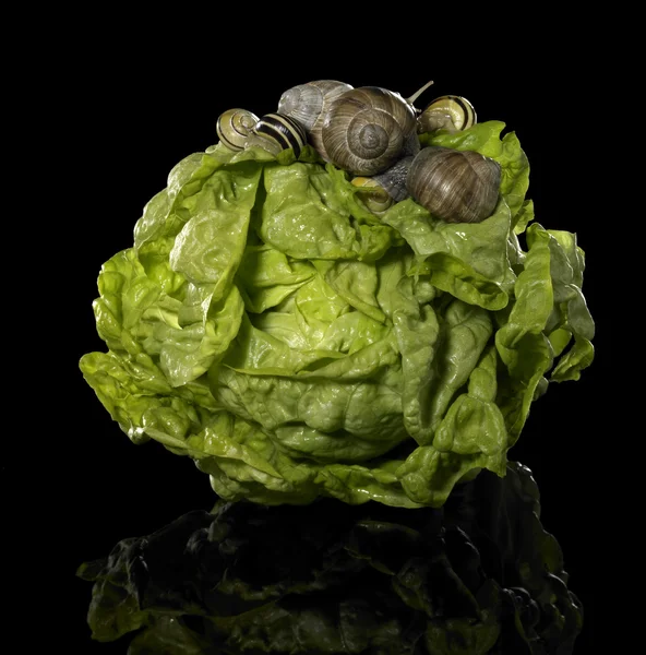 新鲜的生菜和蜗牛 — 图库照片