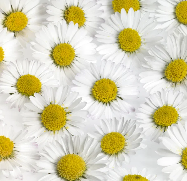 Blommor daisy flower bakgrund — Stockfoto
